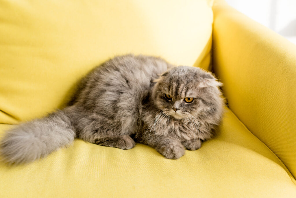 Cat Behavior Demystified: Everything You Need to Know