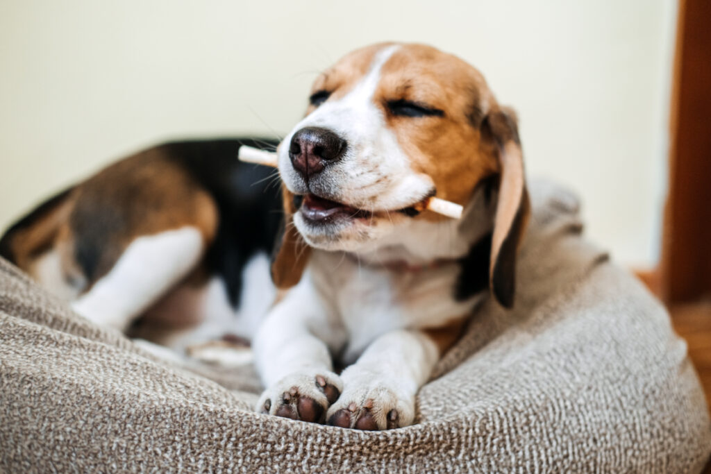 10 Common Household Items That Can Be Toxic for Your Dog